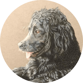 Color pencil drawing of my black dog